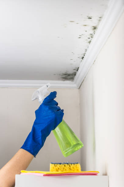 Reliable Washington, KS Mold Removal Solutions